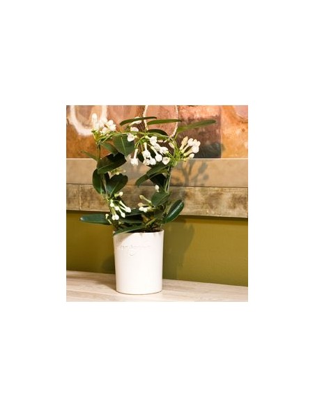 Jazmín de Madagascar